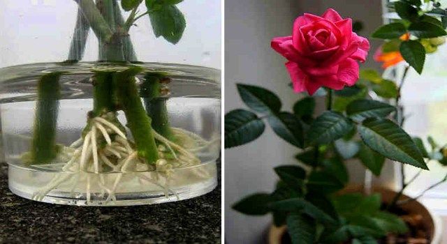 Superīgs līdzeklis rožu audzēšanai – izmēģiniet!