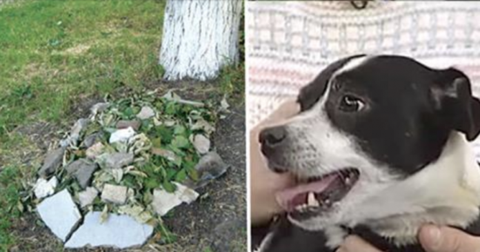 Ģimene apraka mirušo suni, taču pēc 14 stundām viņš atkal stāvēja viņu priekšā