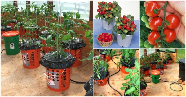 Kā izaudzēt spainī tomātus ar saknēm uz augšu?! Tagad jūs varat audzēt savus iecienītākos tomātus pat tad, ja jums ir ļoti mazs zemes gabals!