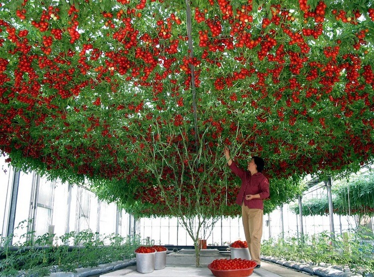 Izraēlā audzē neticami lielu tomātu koku – ir vērts redzēt!