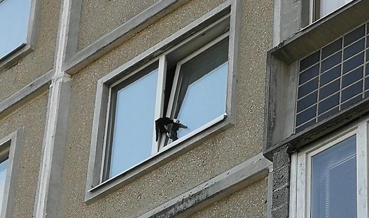 Rīgā kaķis iesprūdis ceturtā stāva kāda dzīvokļa logā. Diemžēl šis stāsts beidzās bēdīgi.