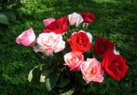 Vēlaties, lai rožu pušķis iegūtu otru dzīvību? Iemācieties apsakņot rozes ar dabīga mēslojuma palīdzību