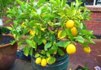 Lūk, kā var izaudzēt citronkoku, lai mājās vienmēr smaržotu ideāli