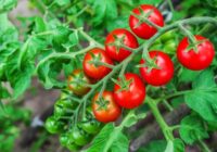 Noslēpums slēpjas vienkāršībā: Lai tomāti vienmēr būtu lieli un neplaisātu