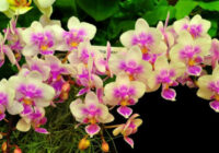 Manas orhidejas – mans lepnums! Es tās pavairoju ar vienu īpašu veidu un es to jums atklāšu
