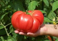Ja tu audzē tomātus, pārliecinies, ka augsnei pievieno šo mēslojumu, jo ar to tavi tomāti būs īsti milži!
