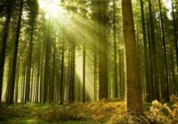 11 gados valsts meža zemes platība pieaugusi par vairāk nekā 12 tūkstošiem ha