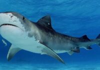 Pārsteidzoši, bet haizivis baidās no delfīniem. Bet vai tu zini kāpēc?