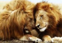 9 iemesli, lai lepotos, ka tavā tuvumā ir Lauva