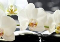 Orhideja – spēcīgs sieviešu talismans! Ticējumi par orhidejām mājās!