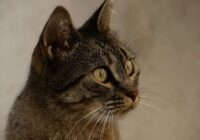 Austrālijā valdība ar saindētiem cīsiņiem vēlas likvidēt 2 miljonus kaķu