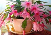 Maza viltība, ar kuras palīdzību puķes jūsu mājās ziedēs ilgi un bagātīgi!
