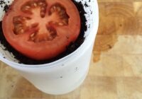 Gardi tomāti cauru gadu – spēs izaudzēt katrs