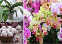 Orhideju reprodukcijas metode bez pastām un hormoniem. Visi šī skaistuma mīļotāji to novērtēs