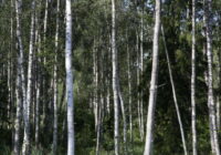 Autors atsāk atbalsta vākšanu par Baložu meža saglabāšanu