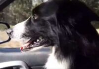 Viņas mīļotais suns pazuda; Kad darbs pēc mēneša aizliedza viņai turpināt suņa meklējumus, sieviete izdarīja ŠO