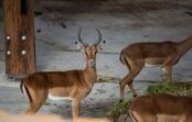 Pēc mēneša Rīgas zoodārzā apmeklētājiem būs pieejama jaunā ekspozīcija “Āfrikas savanna” Pēc mēneša Rīgas zoodārzā apmeklētājiem būs pieejama jaunā ekspozīcija “Āfrikas savanna”