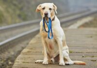 PVD aicina atsaukties suņu īpašniekus, kuriem pēdējā laikā pazuduši suņi