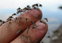 Zinātnieki ir beidzot atklājuši kā odi var tevi ”neredzēt” un lidot tev garām