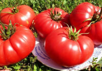 Kas jums jāstāda blakus tomātiem, lai nodrošinātu lielu ražu. Rezultāti jūs pārsteigs