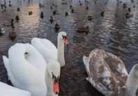 Vēl četriem savvaļas putniem Latvijā konstatēta augsti patogēnā putnu gripa