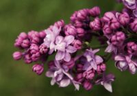 Ķīnas roze un vairāki citi augi, kurus nedrīkst turēt mājoklī. Īpaši svarīgi ir izlasīt par ceriņiem