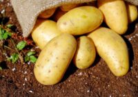 Nevajag dārgus piebarojumus, lai kartupeļi izaugtu gigantiski, bet vajag tikai – MAIZI