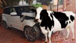 Blondīne ar Land Rover notrieca govi, pēc tam uzrakstīja vēstuli ražotnes direktoram. Par viņa atbildi es joprojām smejos jau kādas 15 minūtes