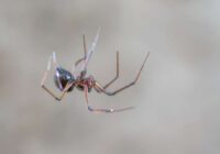 Entomologs skaidro, kāpēc nedrīkst nogalināt mājas zirnekļus