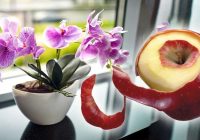 Ābolu mizas orhidejām; lielisks knifiņš ko man pastāstīja omīte!