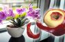 Ābolu mizas orhidejām; lielisks knifiņš ko man pastāstīja omīte!