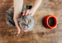 Kas jāņem vērā, izvēloties kaķu barību zooveikalā? TOP 5 padomi