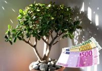 Kur savā mājoklī jāliek naudas koks, lai tas atnestu bagātību un labklājību?